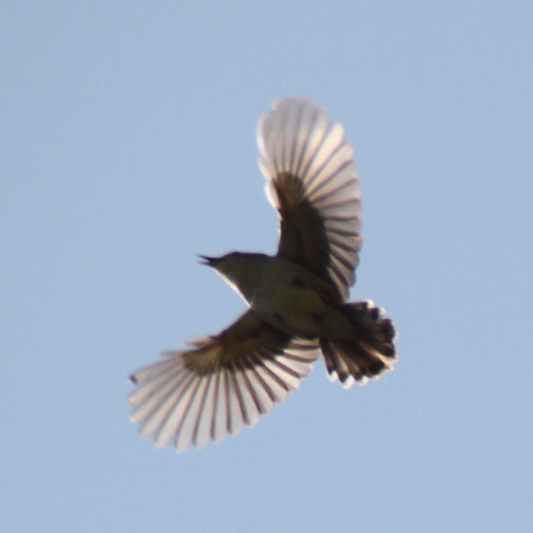 Fantailed Warbler