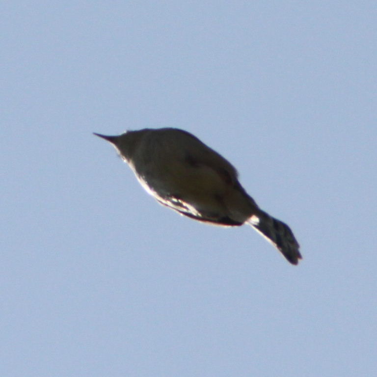 Zitting Cisticola
