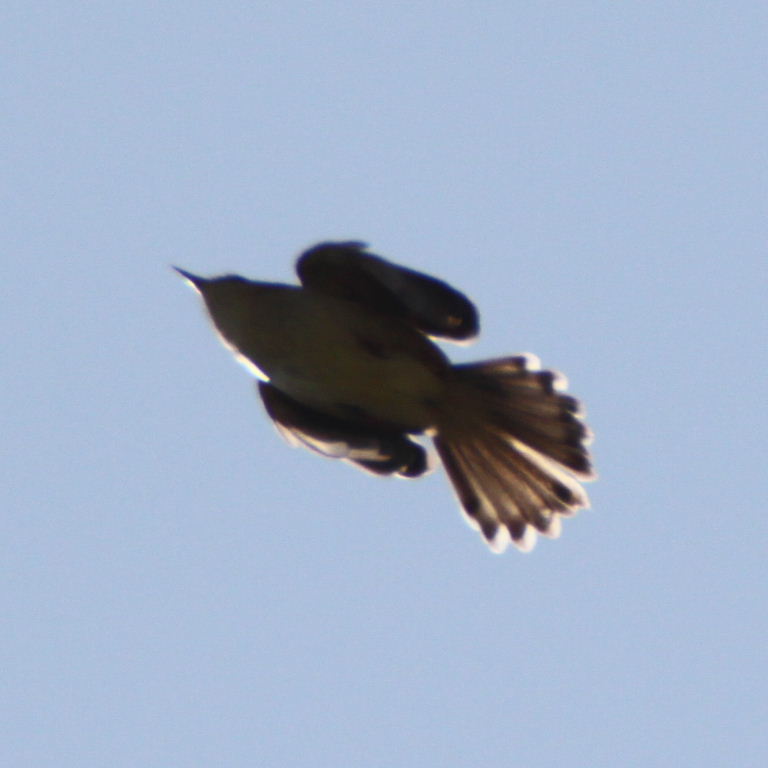 Zitting Cisticola
