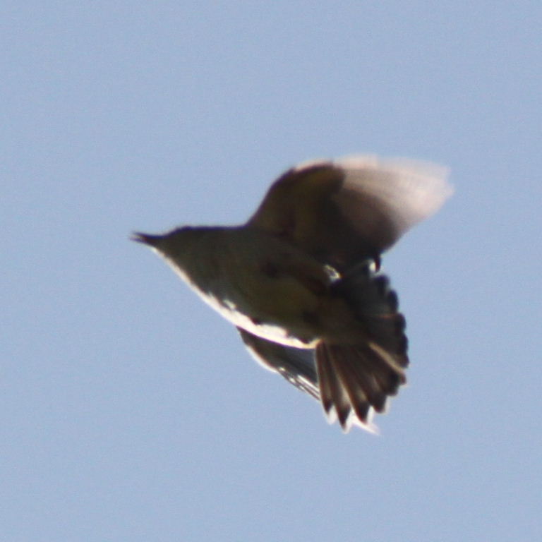 Fantailed Warbler