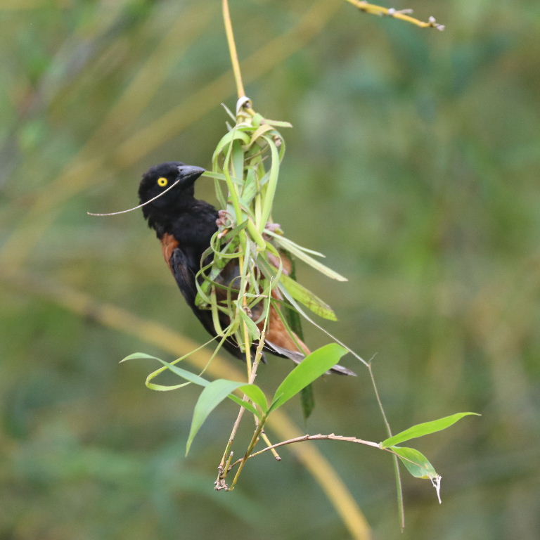 Chestnut and Black male building nest