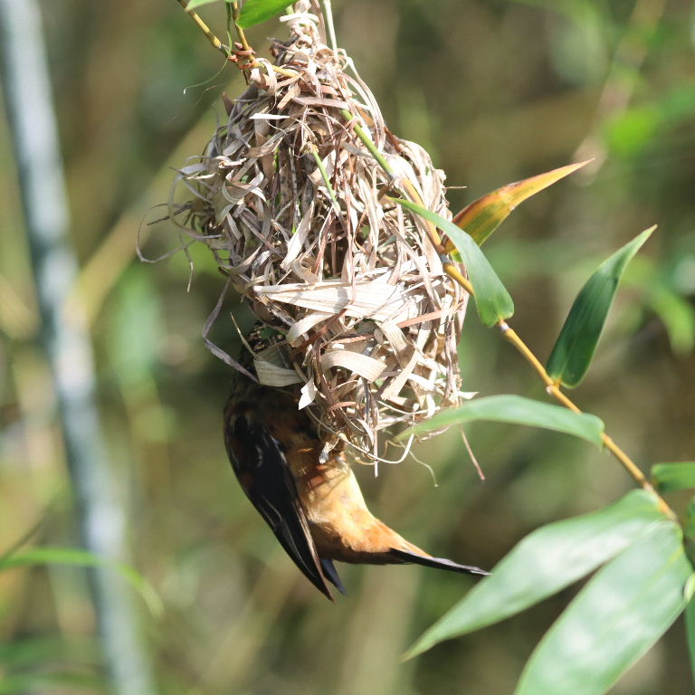Chestnut and Black male building nest