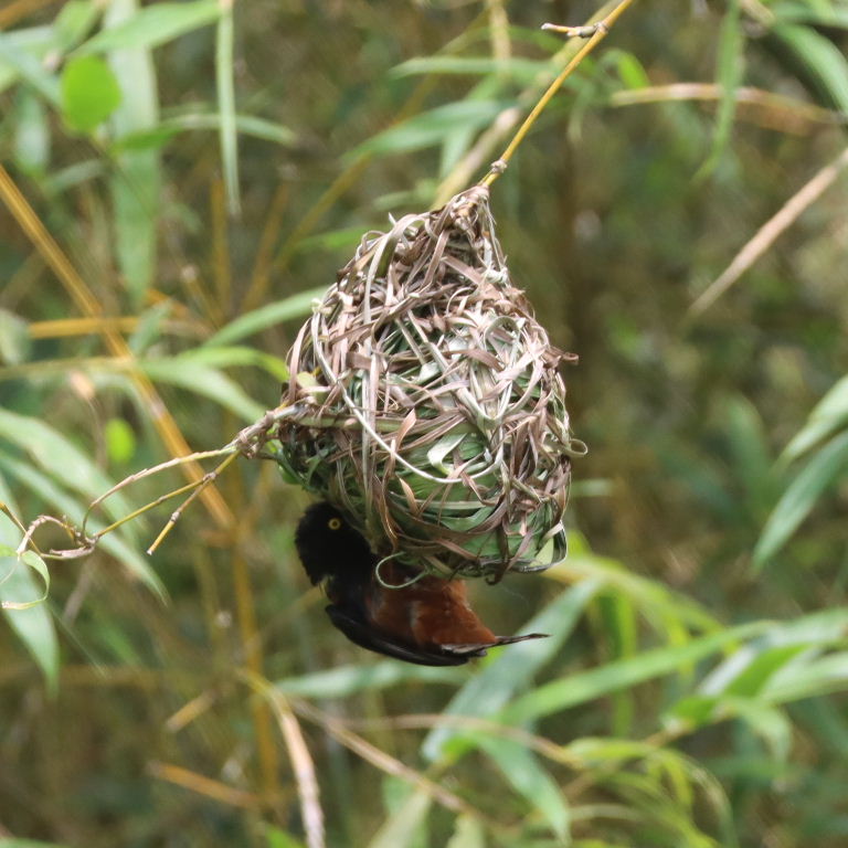 Chestnut and Black male building nest