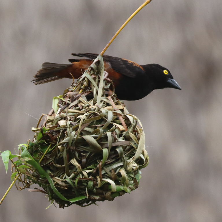 Chestnut and Black male building nest