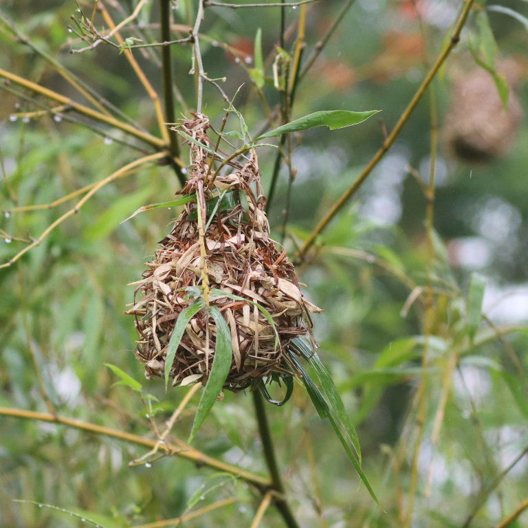 Chestnut and Black male building nest