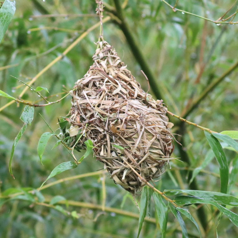 Chestnut and Black male building nest