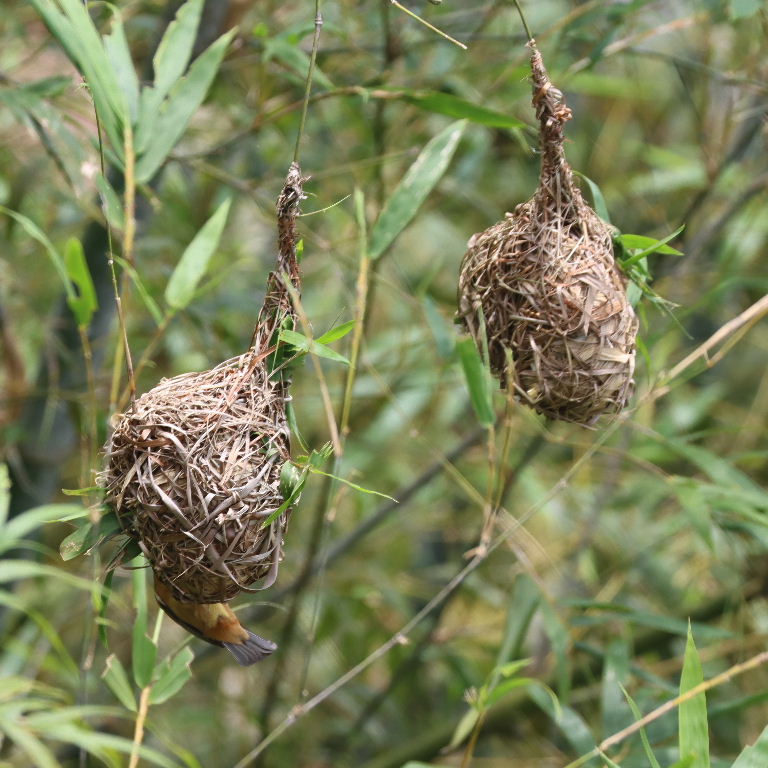 Chestnut and Black male building nest