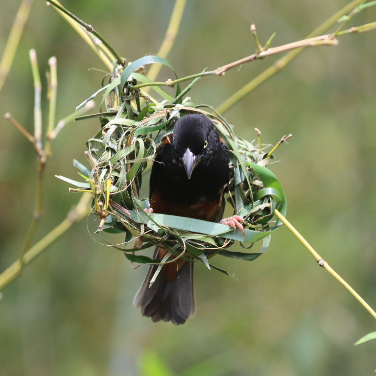 Chestnut and Black male building nest