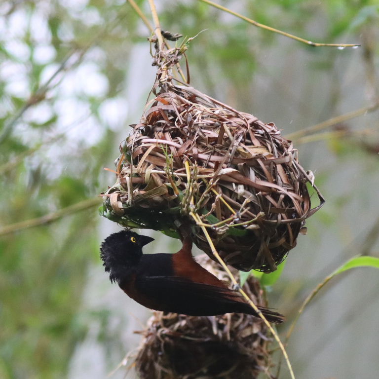 Chestnut and Black male building nest