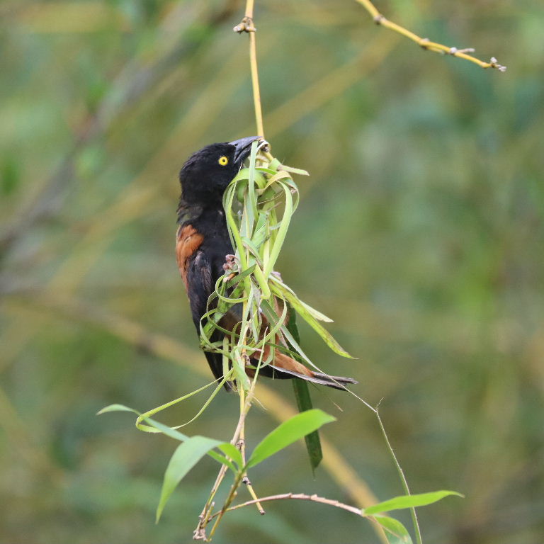 Chestnut and Black male building nest