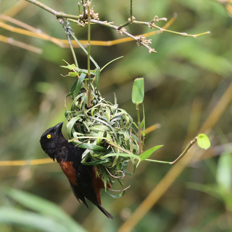Chestnut and Black male building nest