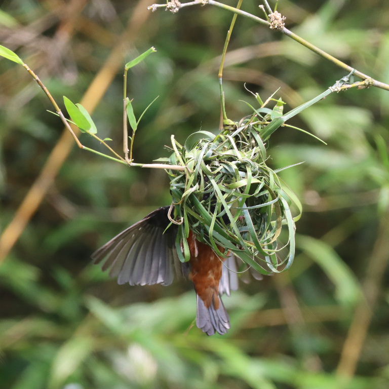 Chestnut and Black male building nest