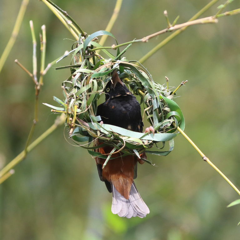 Chestnut and Black male building nest