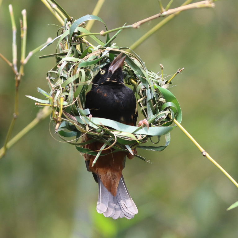 Chestnut and Black male building nest
