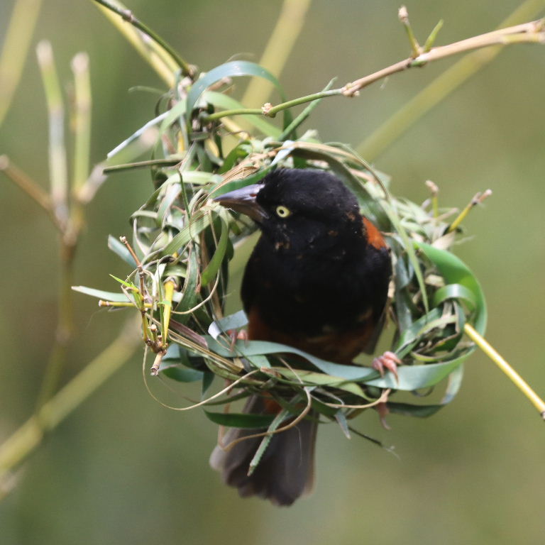 Chestnut and Black male building nest