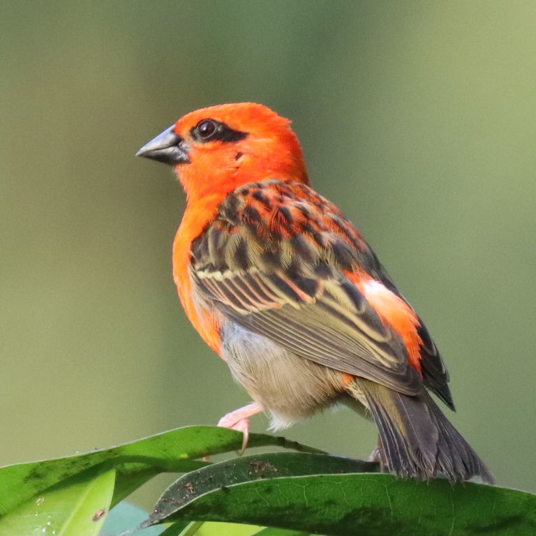 Madagascar Red Fody