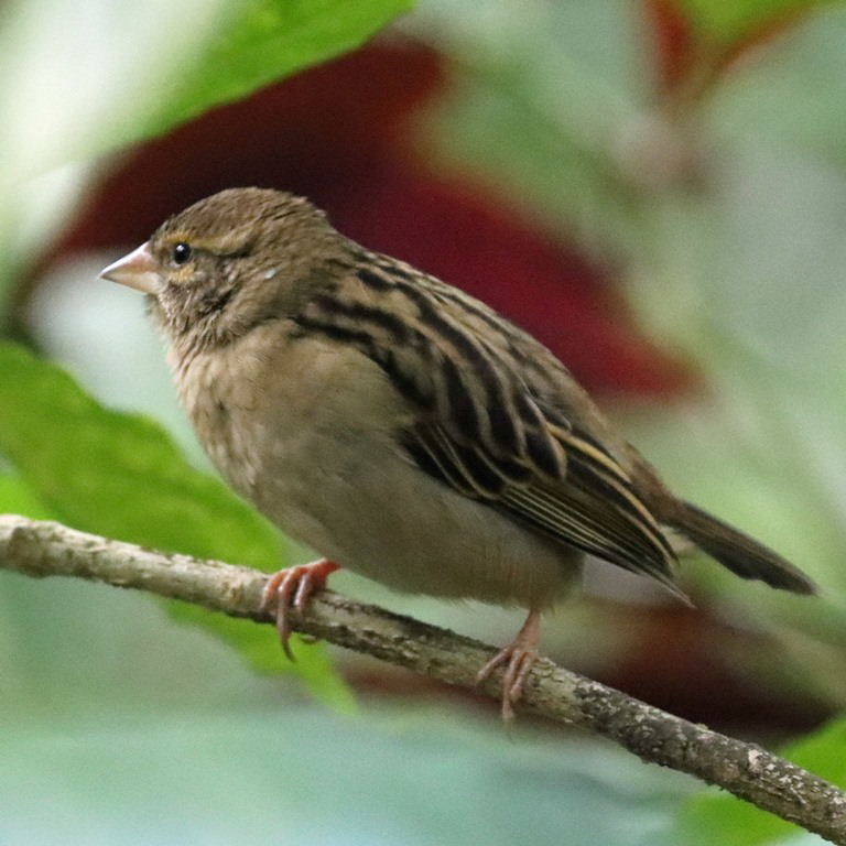Madagascar Red Fody female