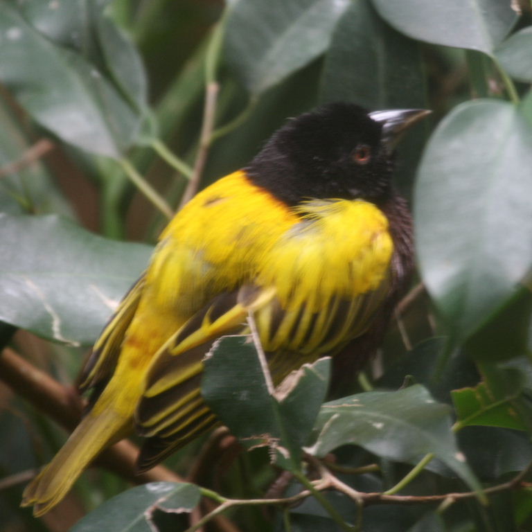 Golden-backed Weaver