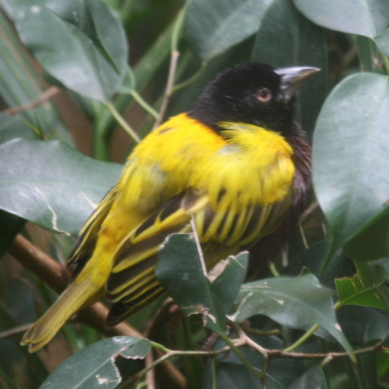 Golden-backed Weaver