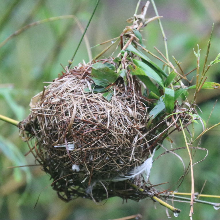 Taveta Golden Weaver nest