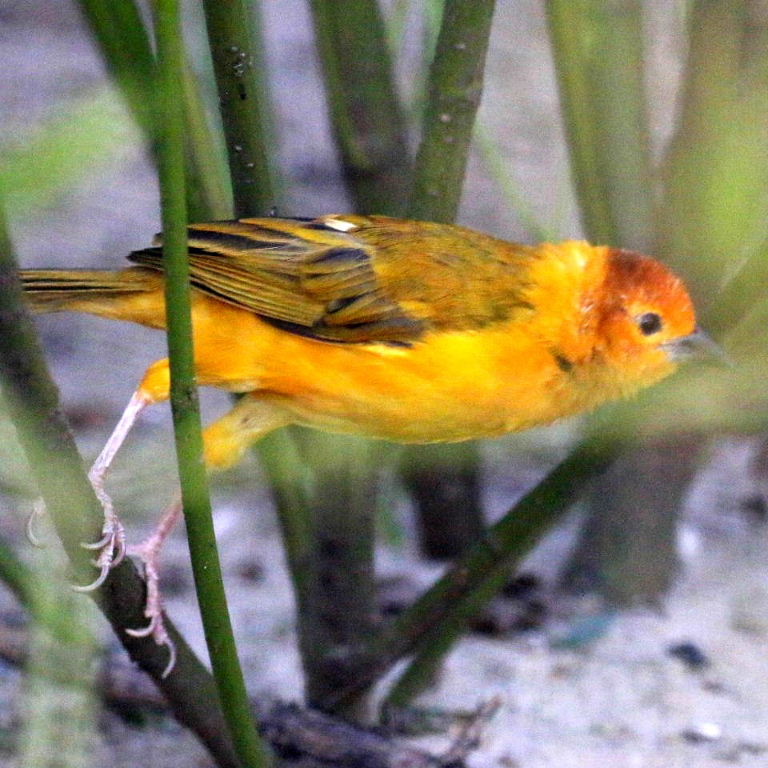 Taveta Golden Weaver