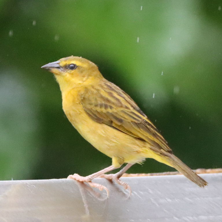 Taveta Golden Weaver female