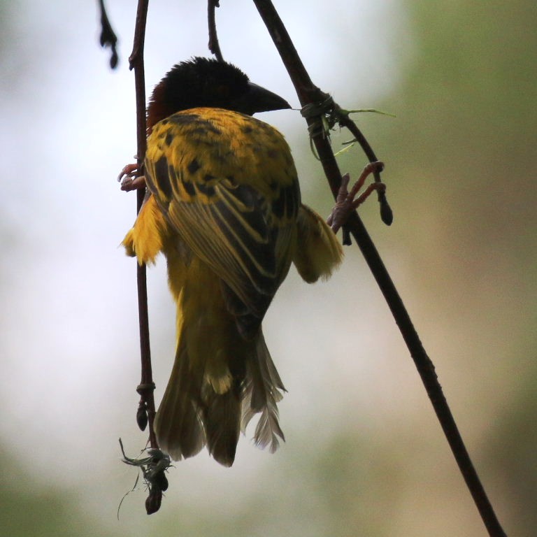 Village Weaver building nest