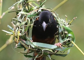 Chestnut and Black Weaver building nest