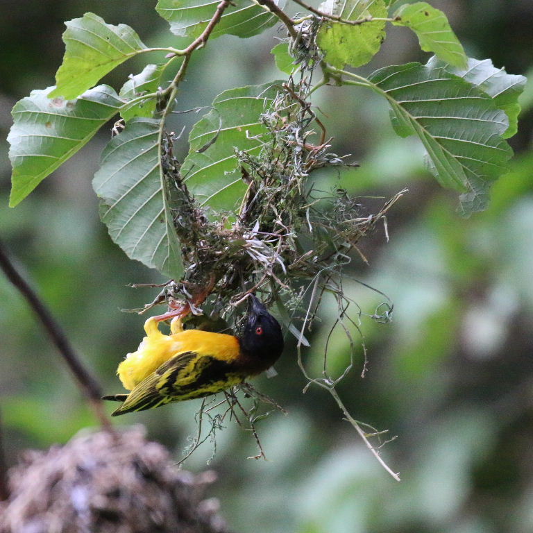 Village Weaver building nest