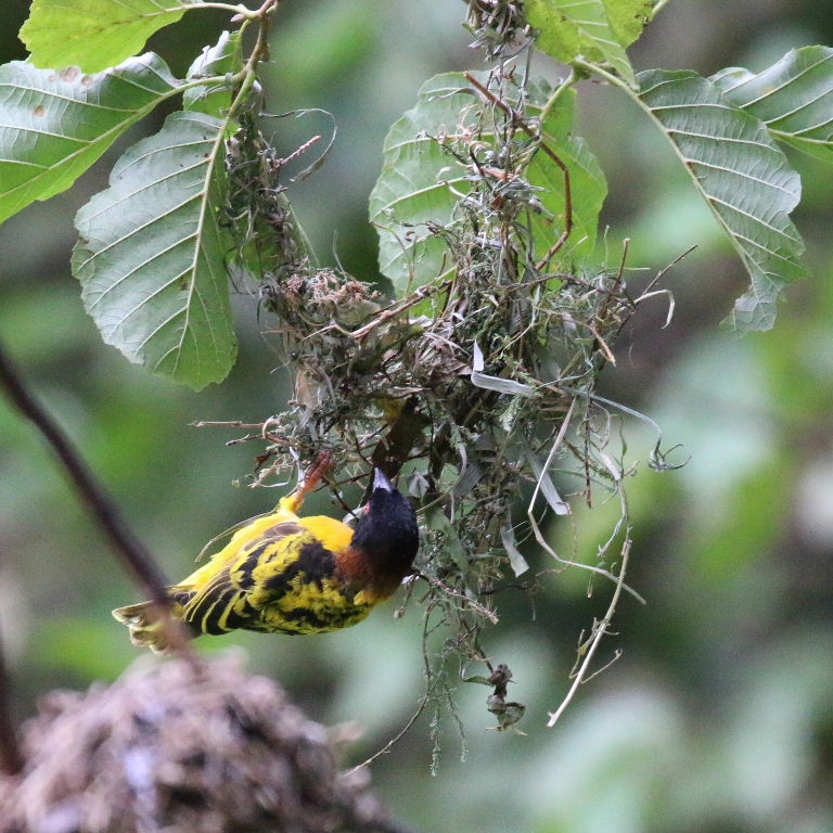 Village Weaver building nest