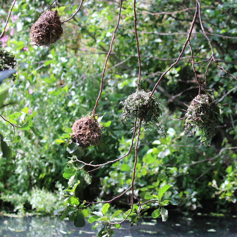 Village Weaver nests