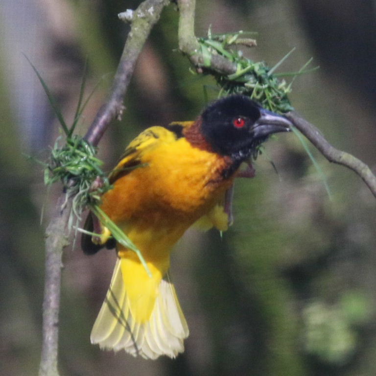 Village Weaver weaving nest
