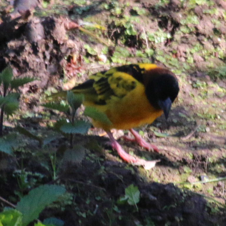 Village Weaver building nest