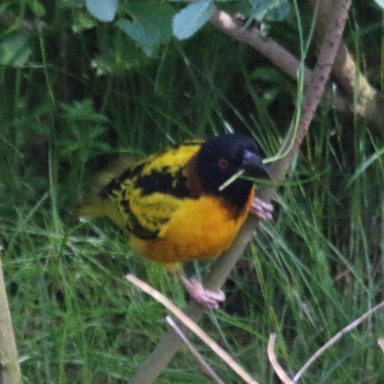 Village Weaver building nest