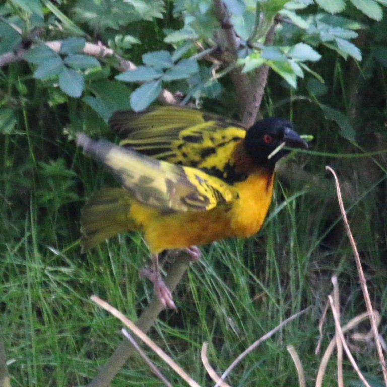 Village Weaver building nest