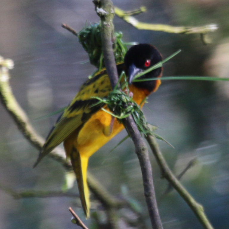 Village Weaver building nest
