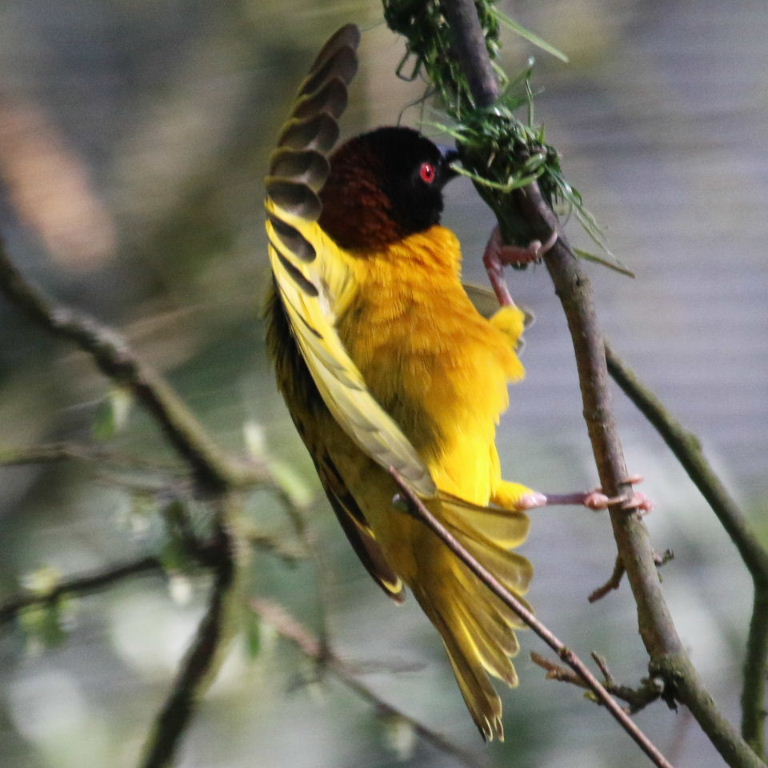 Village Weaver building nest