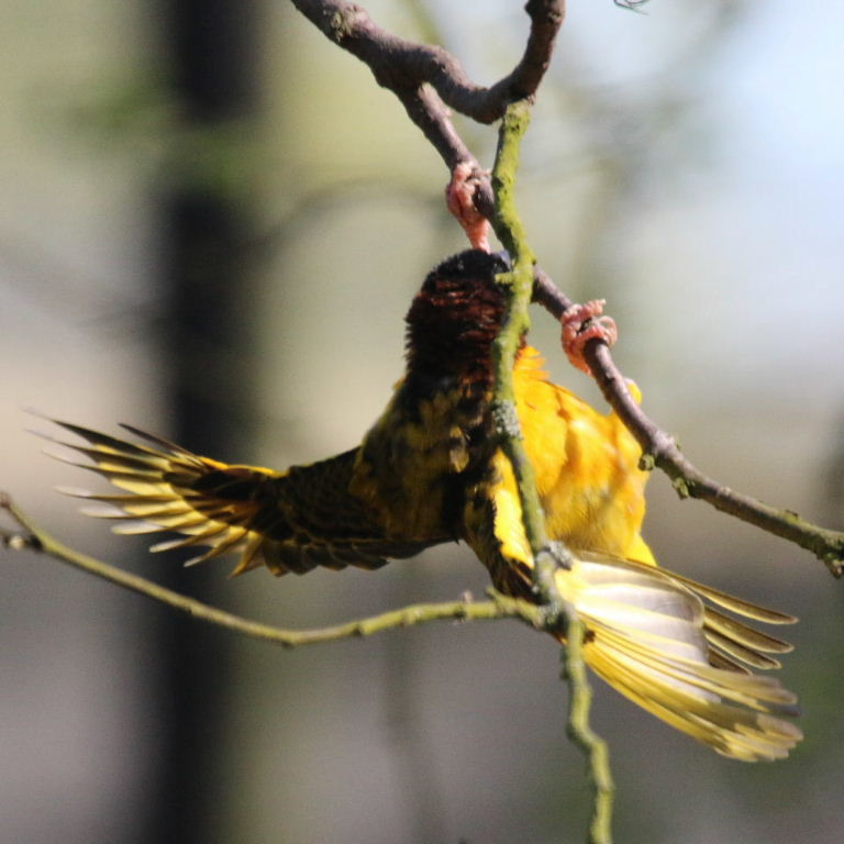 Village Weaver building nest