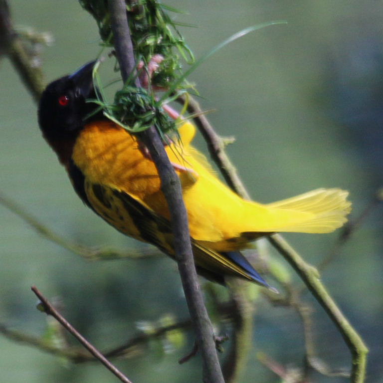 Village Weaver building nest
