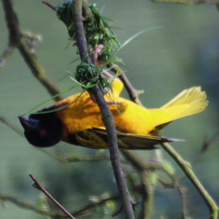 Village Weaver building nest