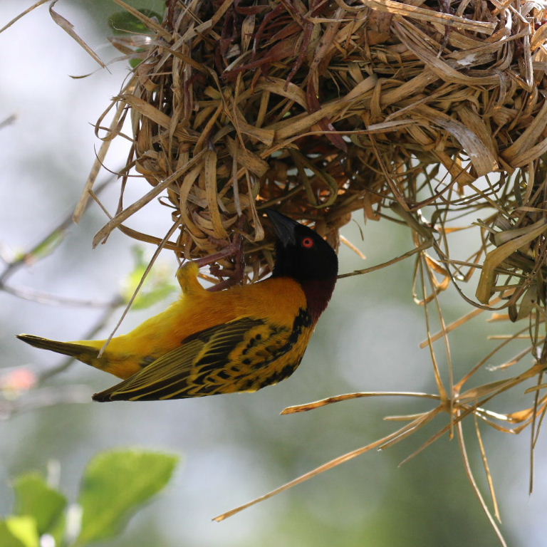 Village Weaver nest