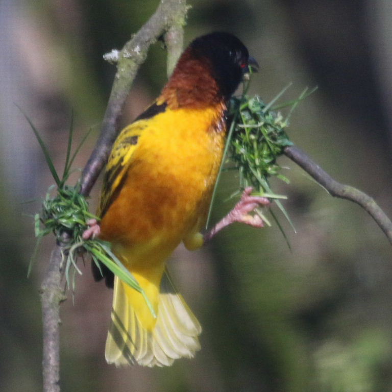 Village Weaver weaving nest
