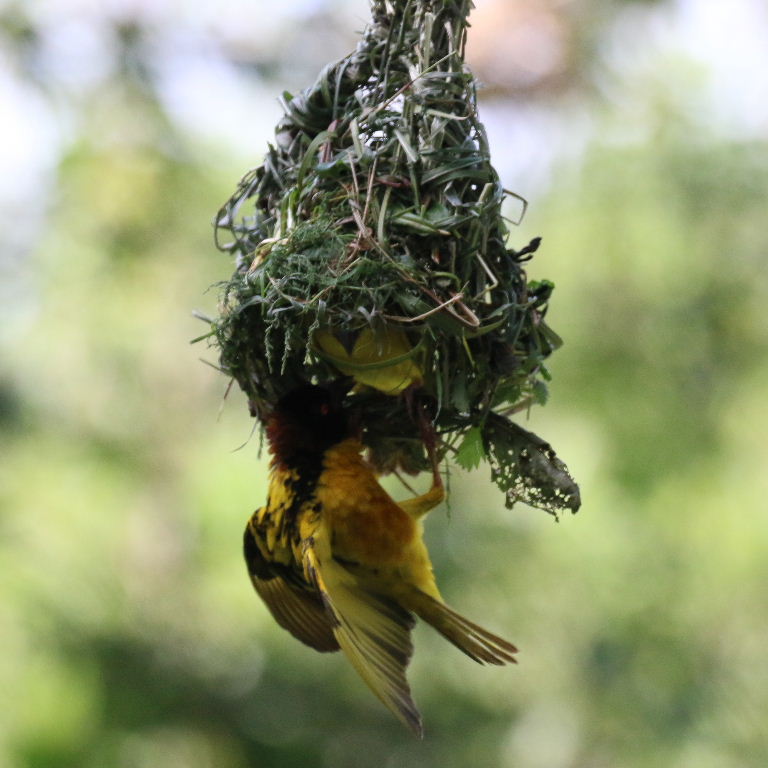 Village Weaver building nest