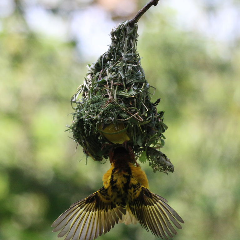 Village Weaver building nest