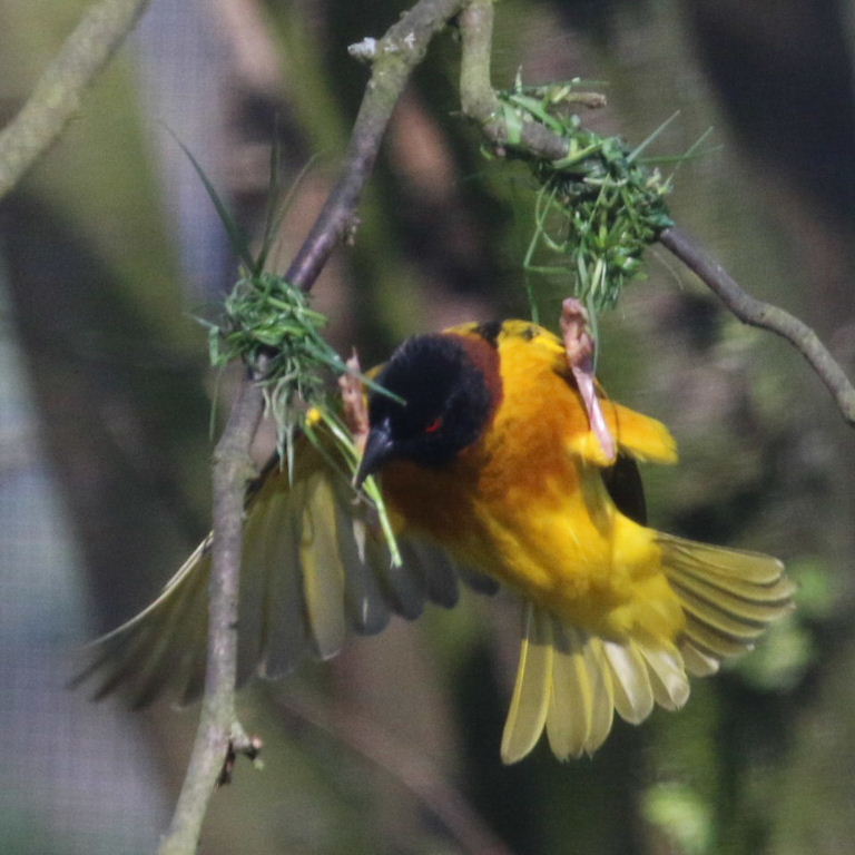 Village Weaver weaving nest