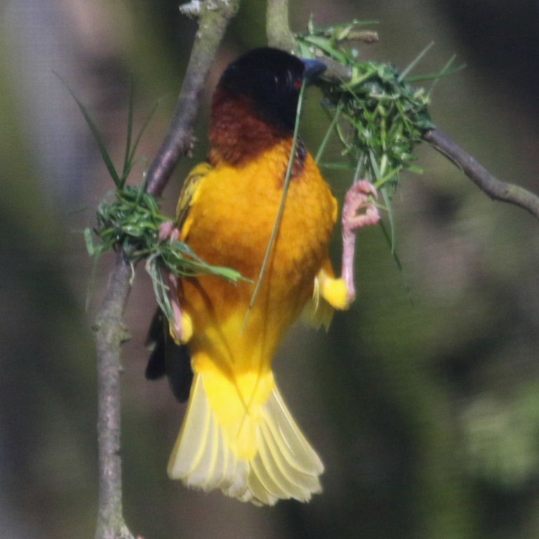 Village Weaver building nest