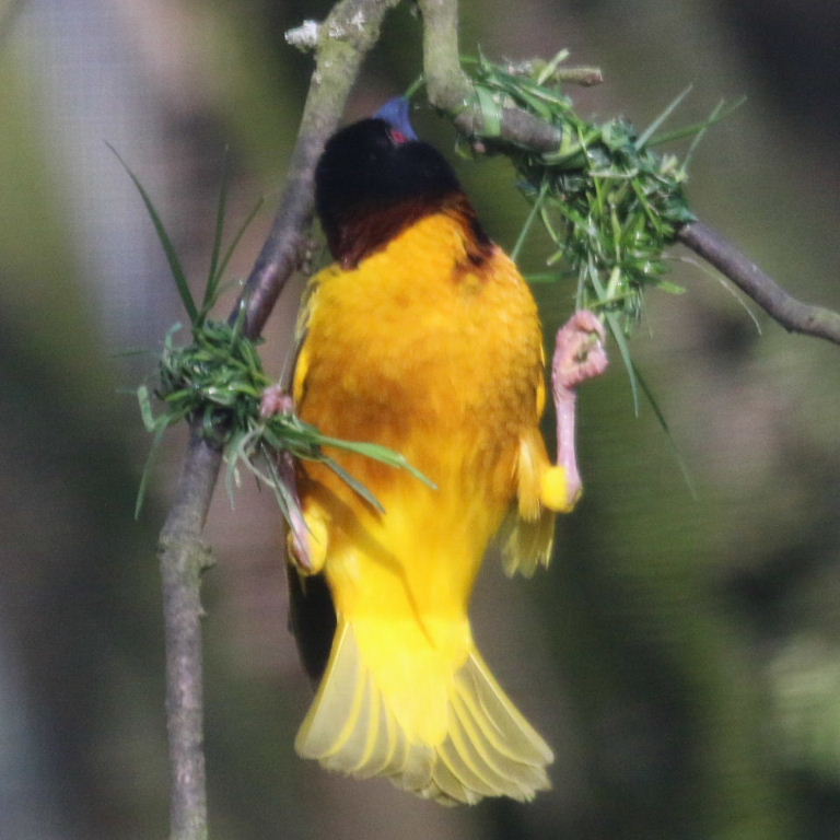 Village Weaver building nest
