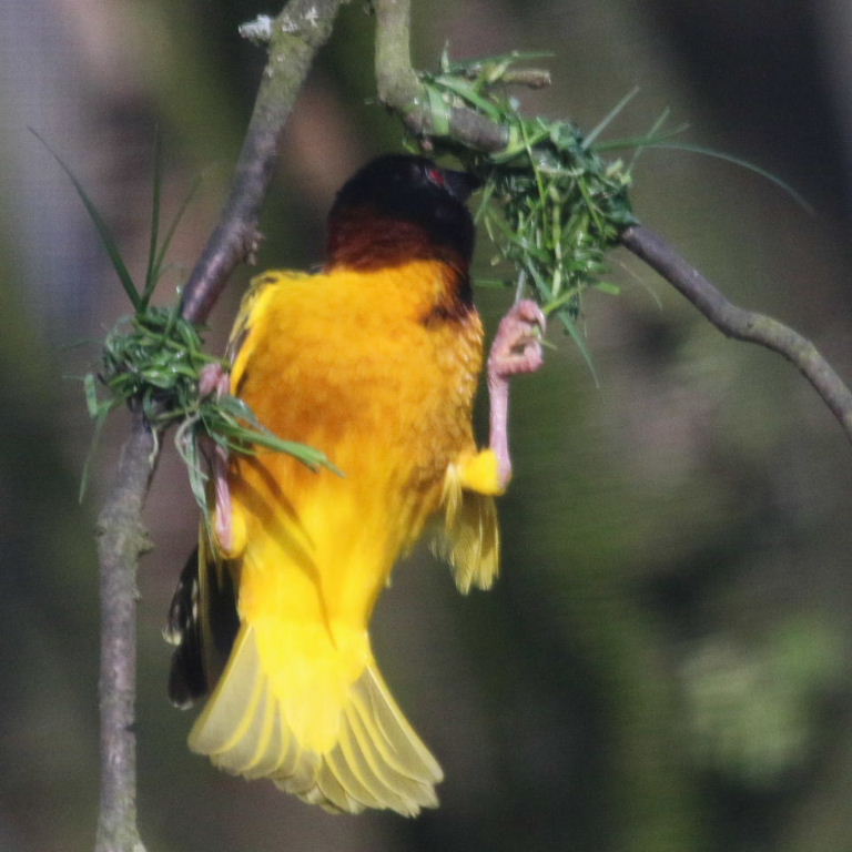 Village Weaver building nest
