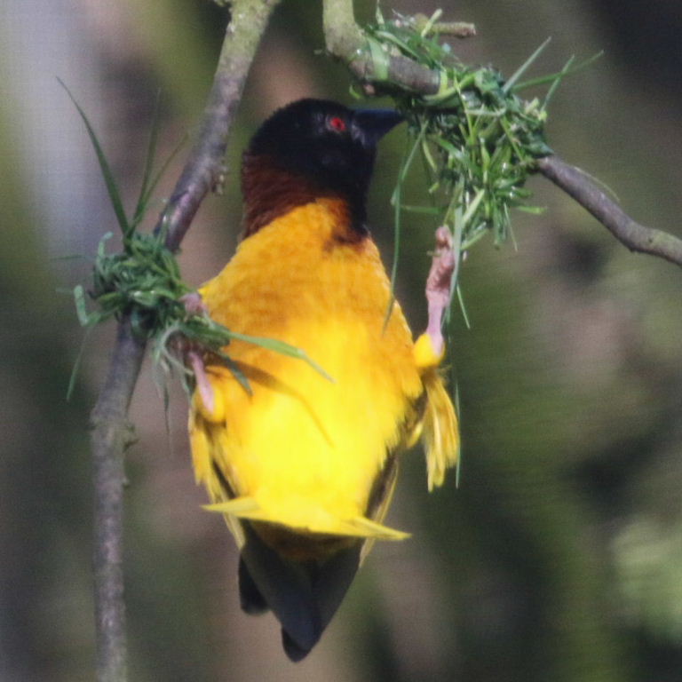 Village Weaver building nest