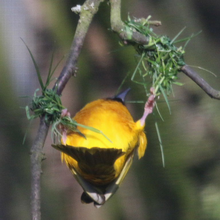 Village Weaver building nest
